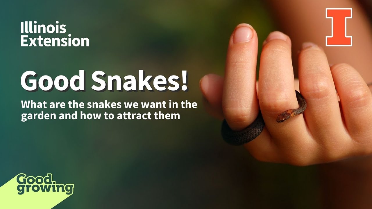 Good snakes for the garden & how to attract them | #GoodGrowing