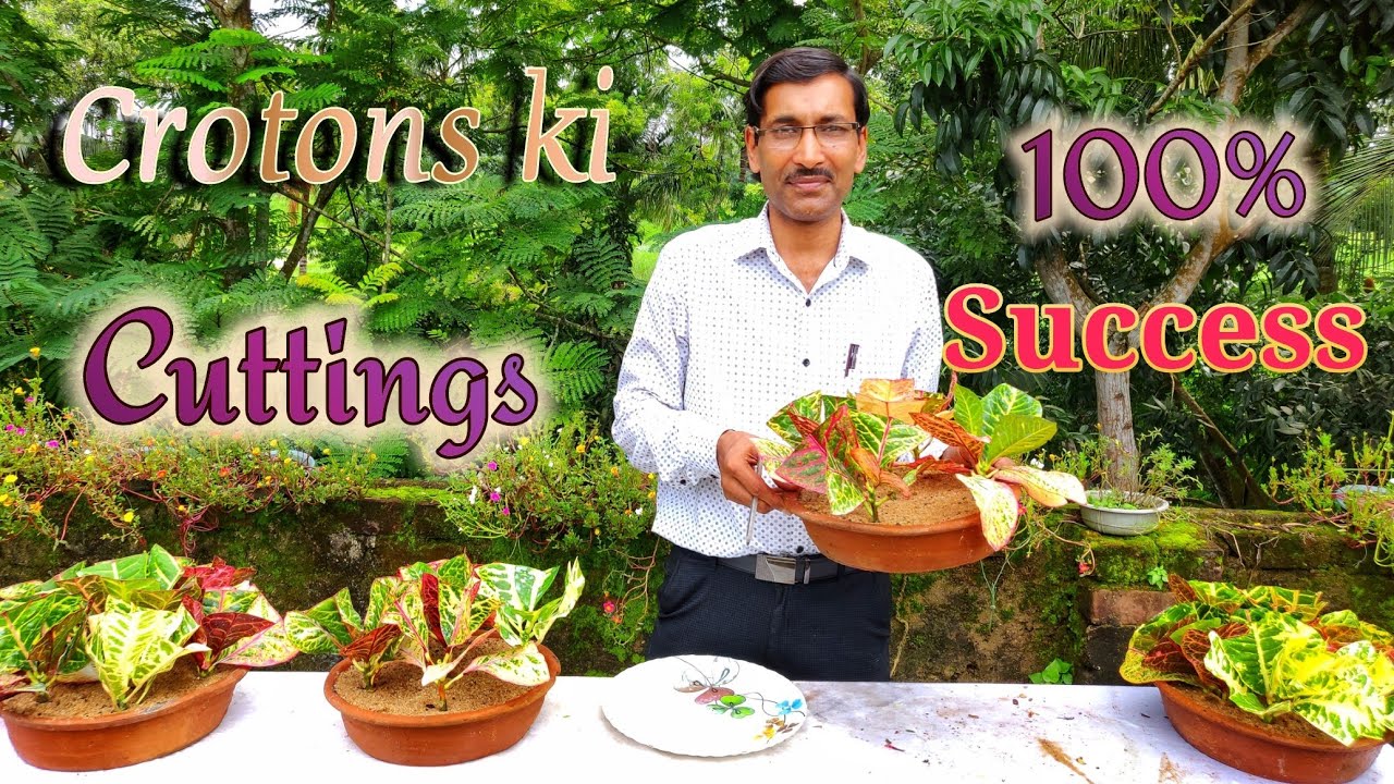 क्रोटोन की कटिंग ग्रो करने का सही तरीका जानिए / Croton Best Cutting Method ( Hindi / Urdu )