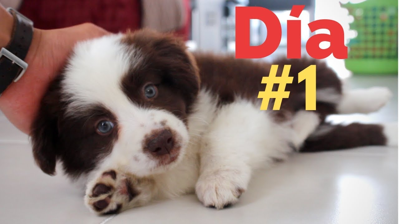 El PRIMER D&Iacute;A con un CACHORRO - Adiestramiento Canino