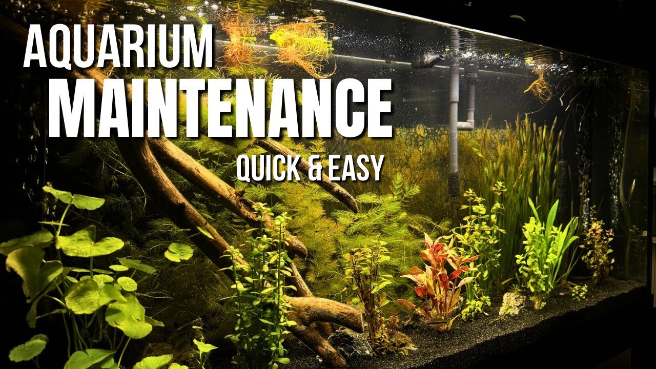 55 Gallon Planted Aquarium Maintenance Routine That Actually Works