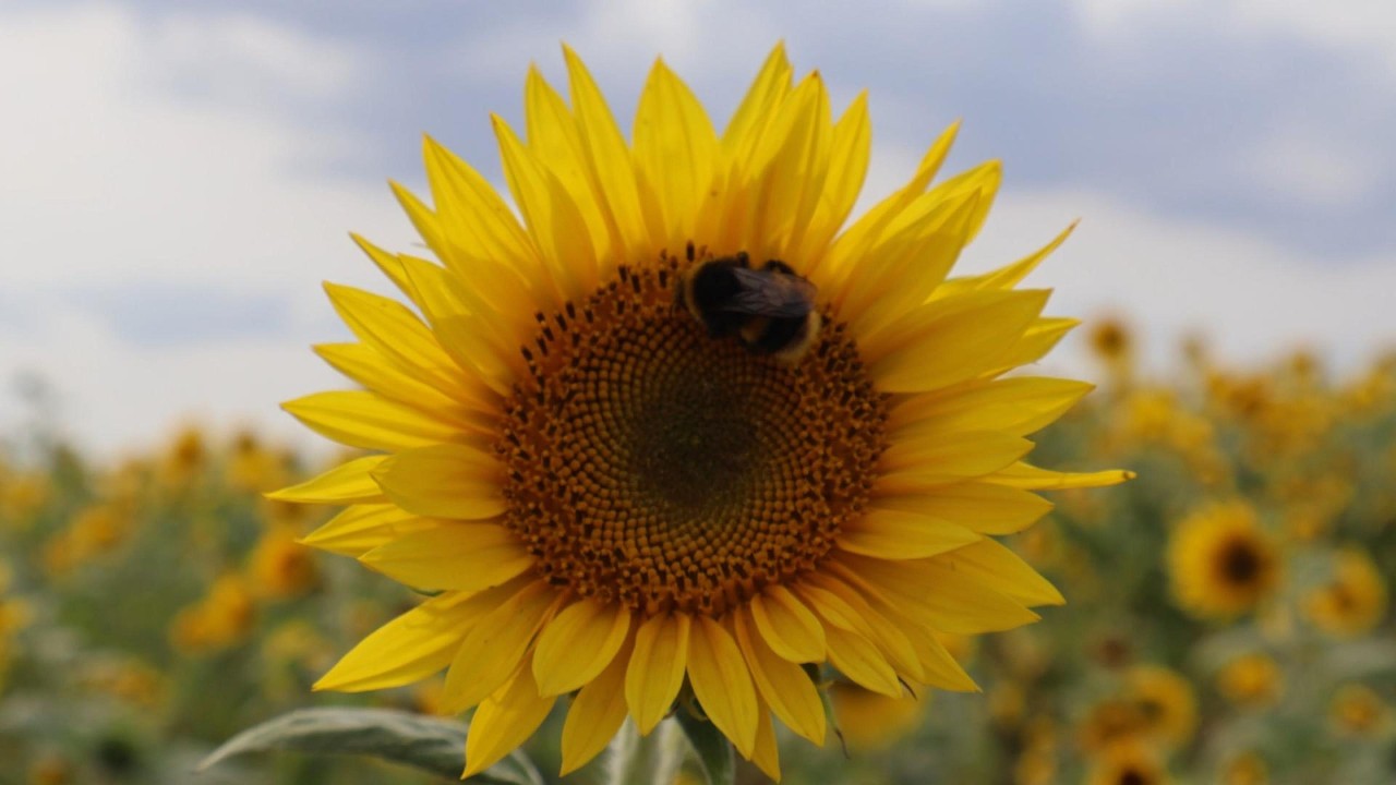Nature Meditation with Sunflowers 🌿 Positive Energy | Stress Relief & Peace