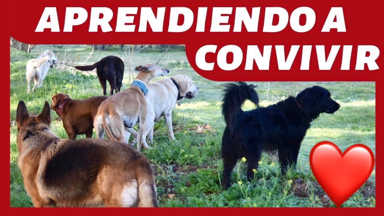 &iquest;C&oacute;mo SOCIALIZAR un PERRO ADULTO? 👍 - NORMAS B&Aacute;SICAS DE CONVIVENCIA ✅