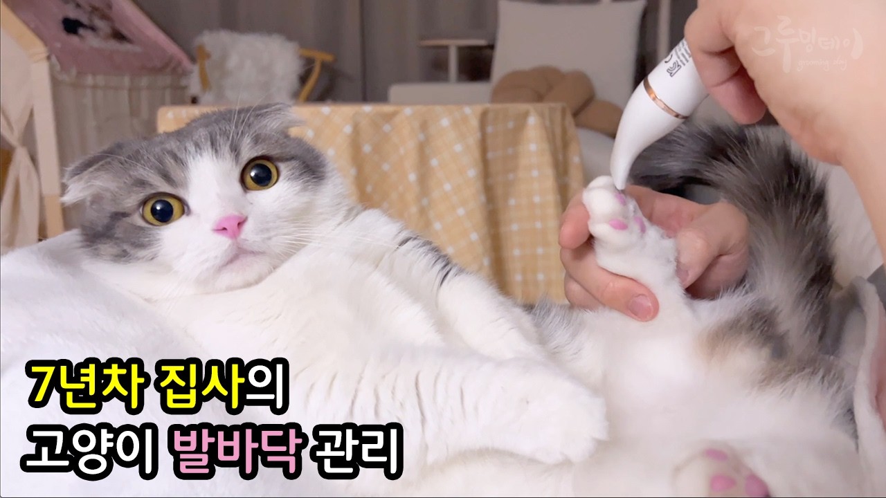 Советы по уходу за подушечками кошачьих лап от владелицы кошки с 7-летним стажем.