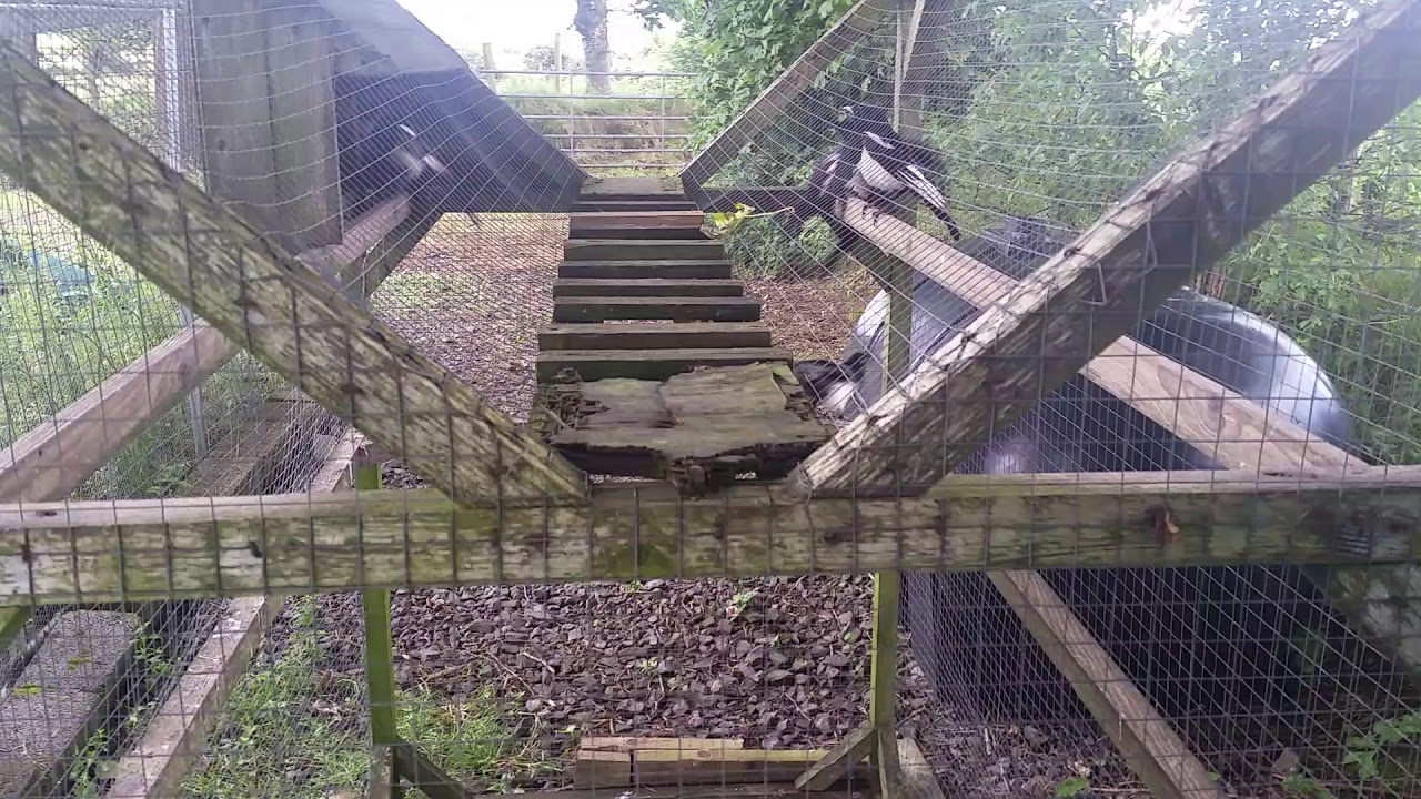 Magpie Ladder Trap