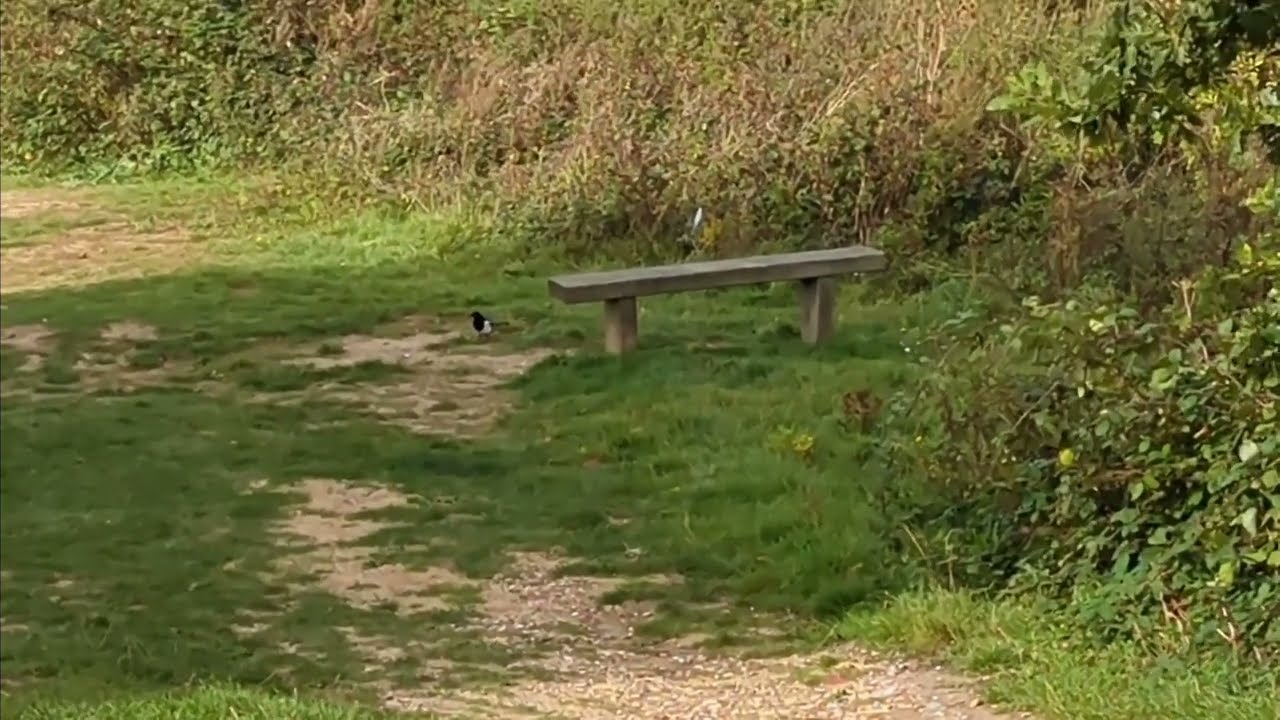 Magpie at Janet Morris Copse