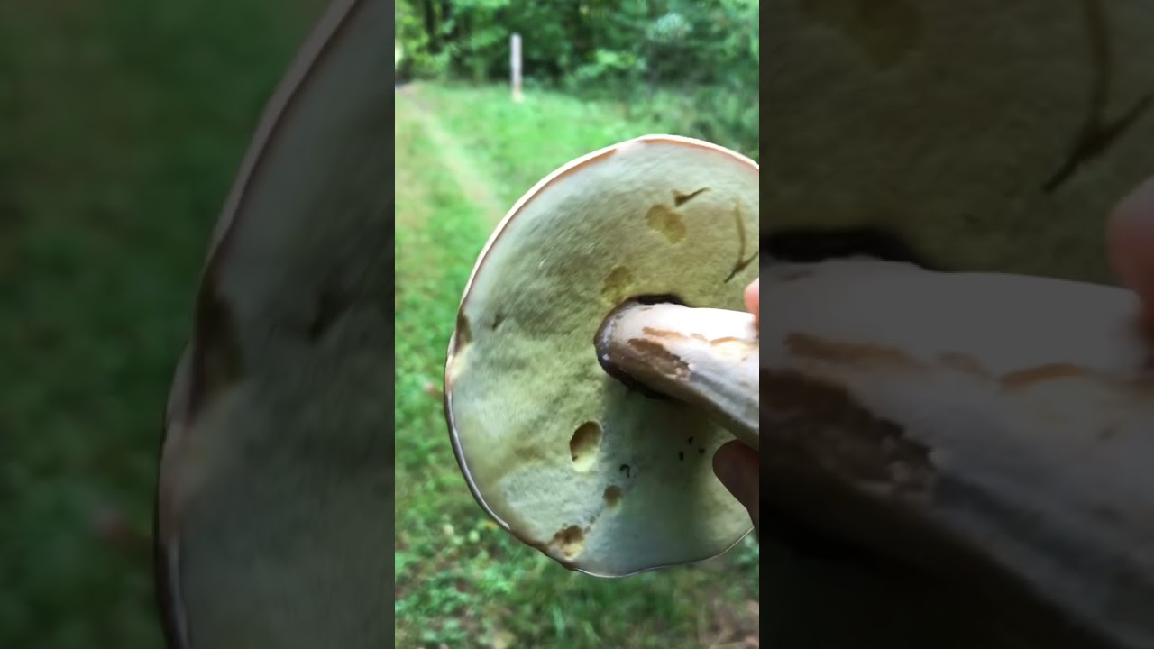 Белый Boletaceae