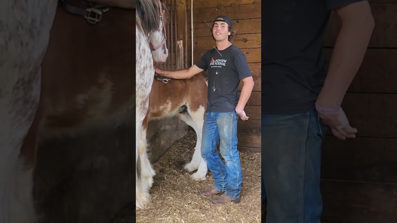 Nash getting caught on camera loving on his baby Clydesdale #Grandview Clydesdales #tours #florida