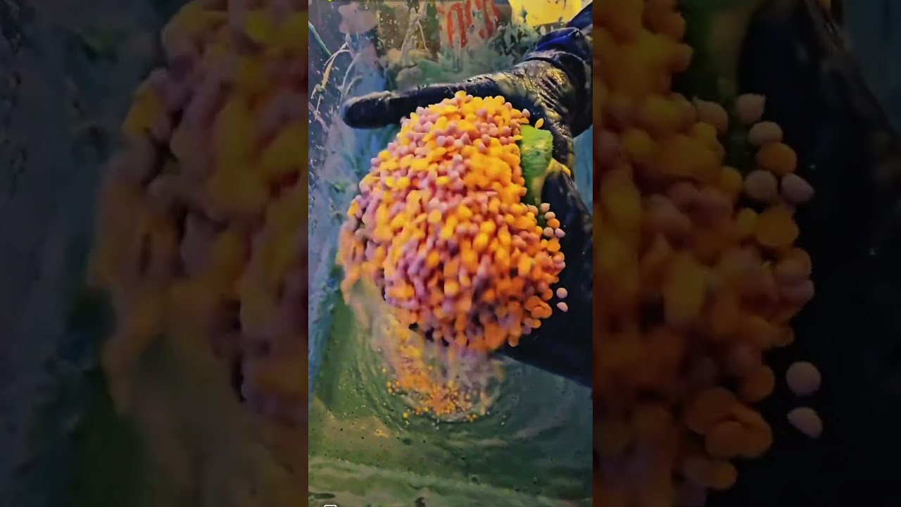 Part 2 of the foca powder bombs