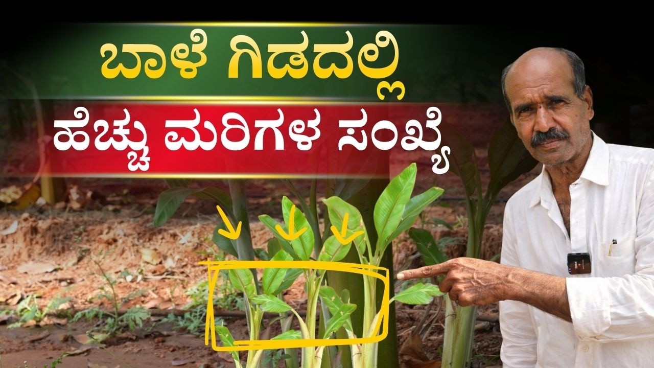 ಡಾ.ಸಾಯಿಲ್ ಬಳಸಿ ಬಾಳೆ ಬೆಳೆದಲ್ಲಿ ಡಬಲ್ ಲಾಭ ಪಡೆದ ಶರಣಪ್ಪ | Banana Farming Success