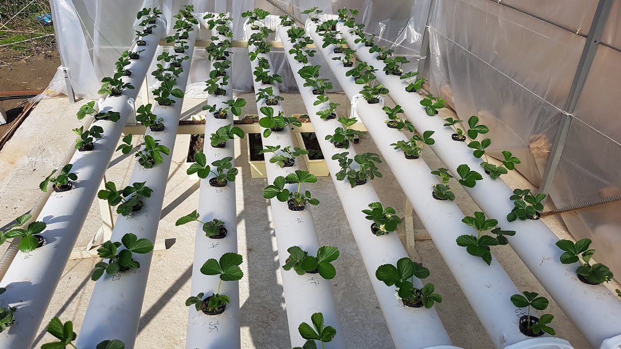 topraksız tarım (akan su) çilek serası 32.gün - hydroponics