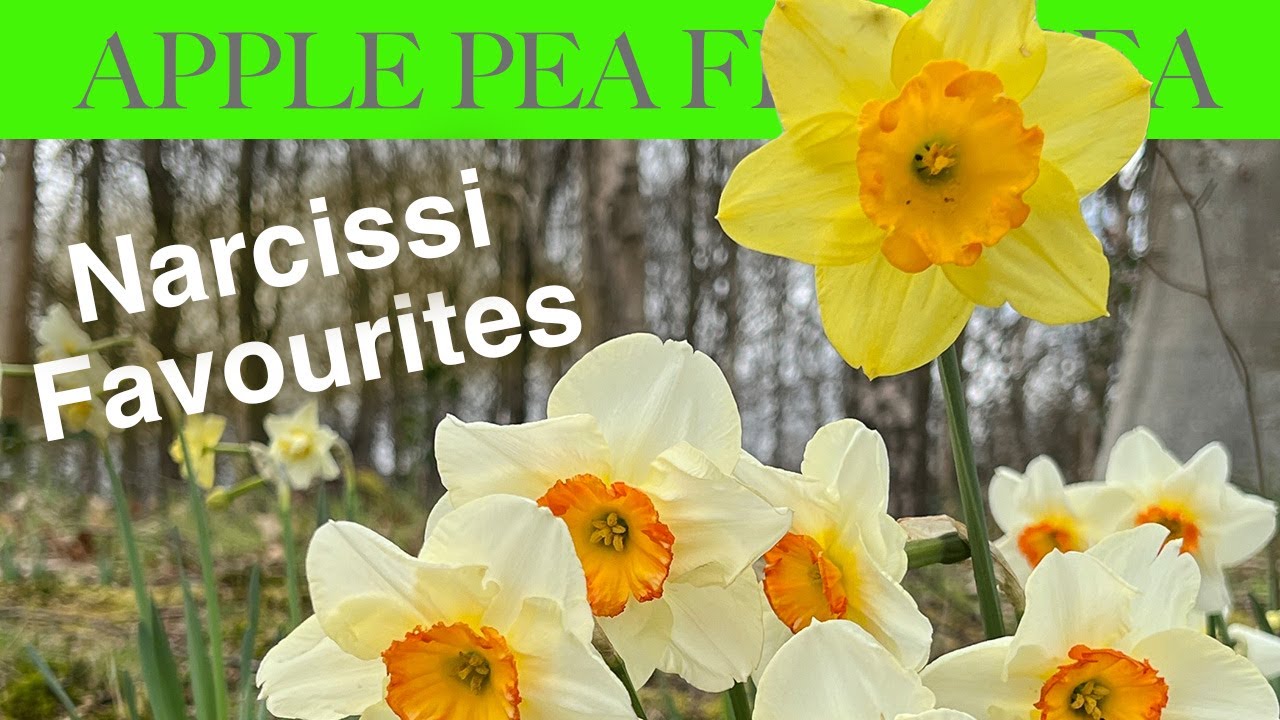 Growing Daffodils (Narcissus): Our Top Fourteen Choices and Tips