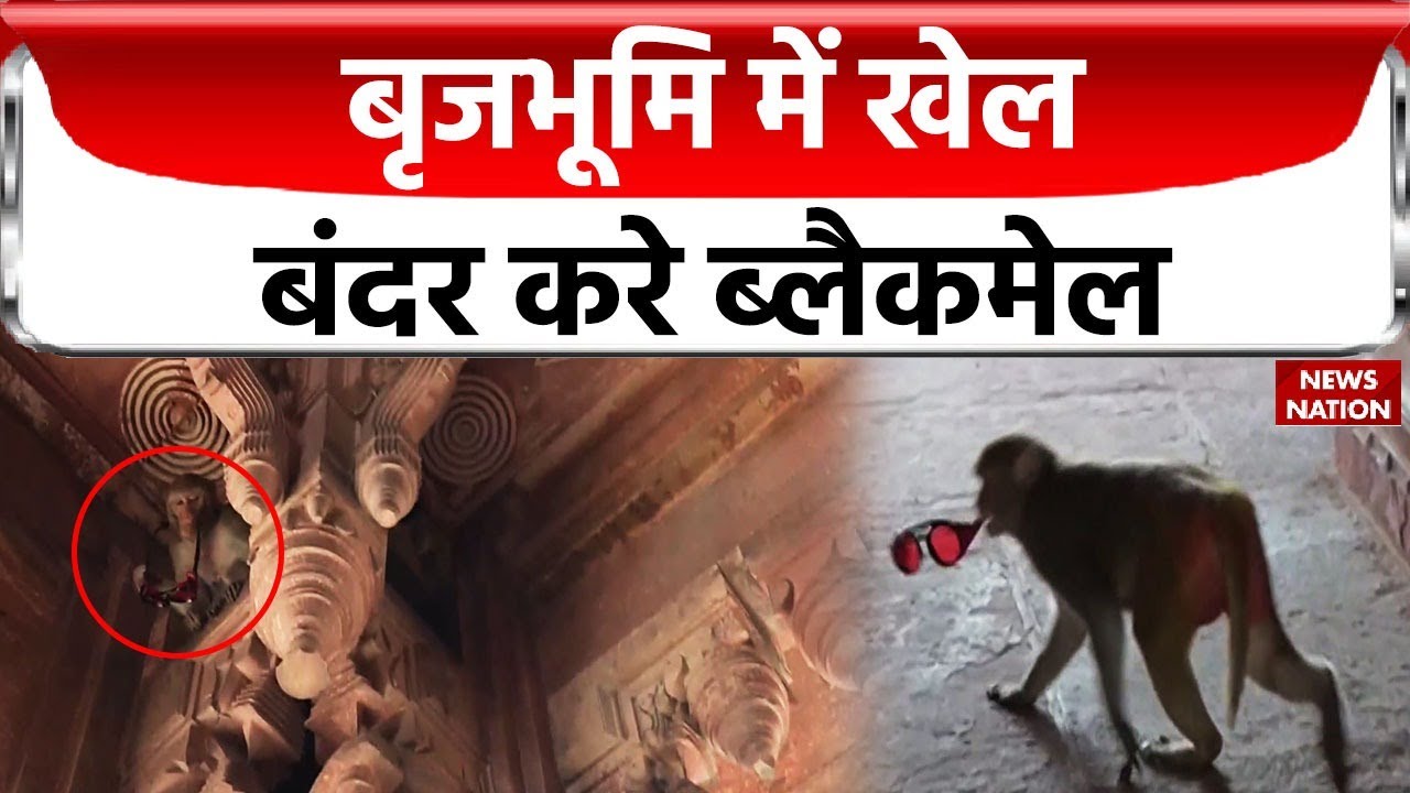 Vrindavan News: मंदिर के अंदर बंदर पीते हैं फ्रूट ड्रिंक, देखकर आप भी रह जाएंगे दंग!