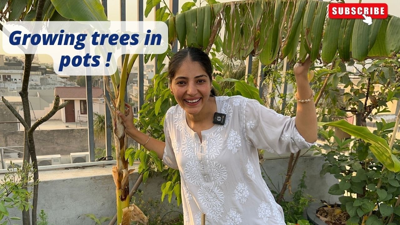 Growing 9 trees in containers| Mulberry, Fig, Lime, Banana, Chickoo| Abundant harvest in Shehtoot|