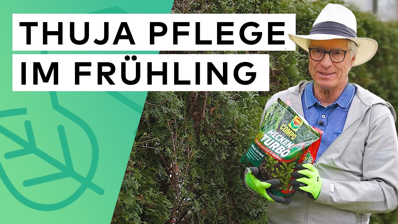 Thuja Hecke Düngen & Pflegen im Frühjahr - Alles, was jetzt zu tun ist ✅