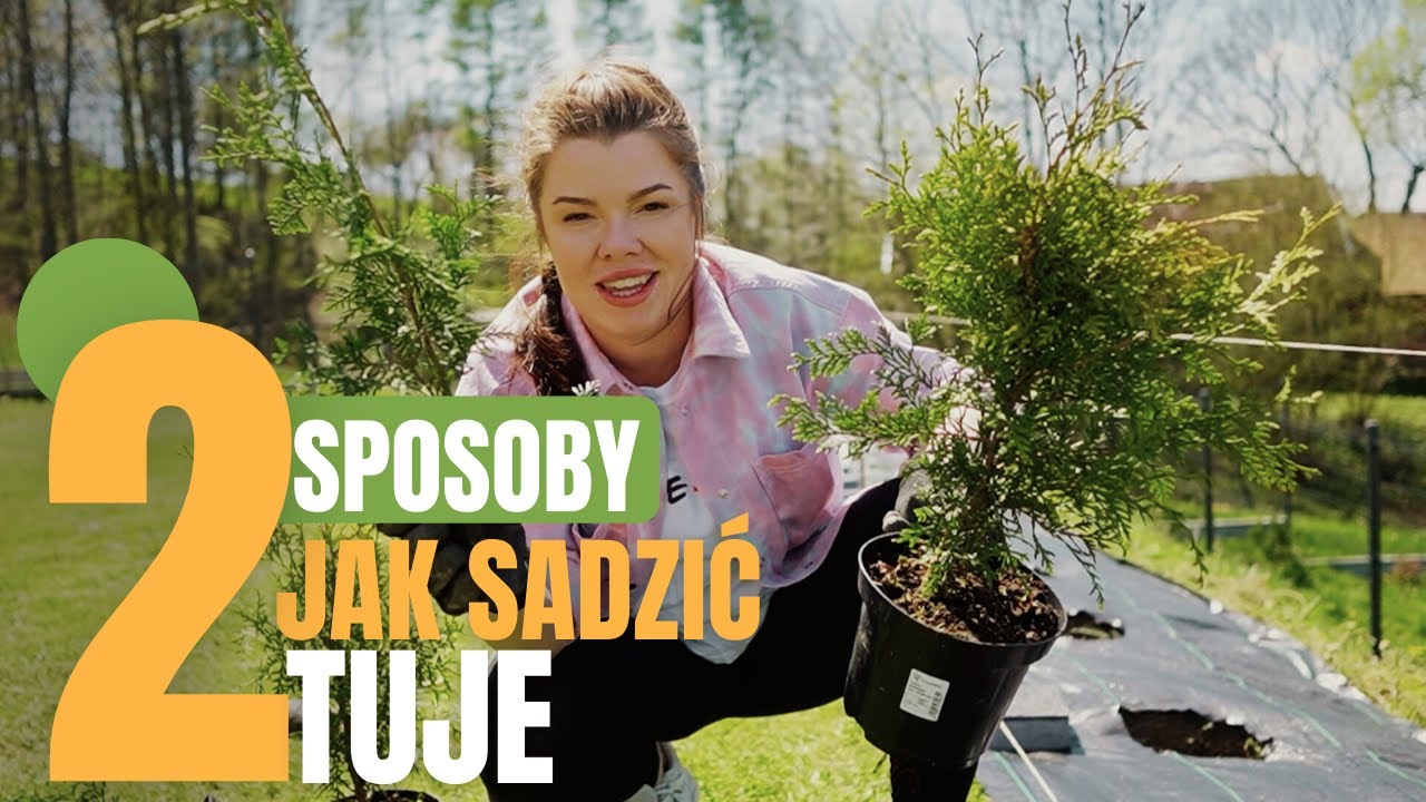 ZAKŁADAMY OGRÓD | Jak sadzimy TUJE BRABANT? 2 rodzaje sadzonek = 2 sposoby