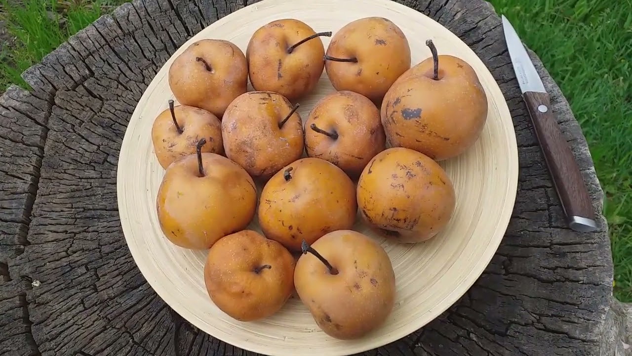 Сколько хранятся азиатские груши. Груша сорт Хосуи (pear Hosui)