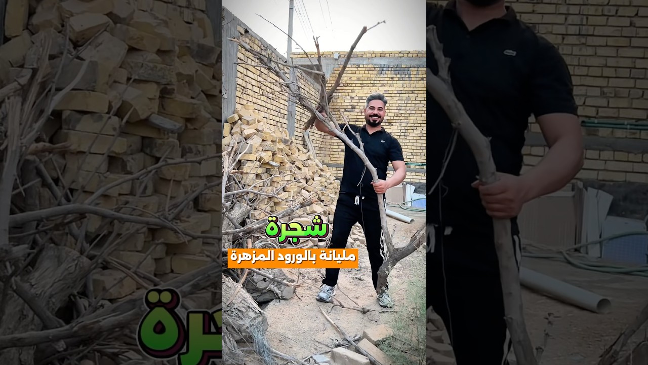 من الحطب صنعت شجرة مليانة بالورود المزهرة #شجرة #ورد #حرفة_يدوية