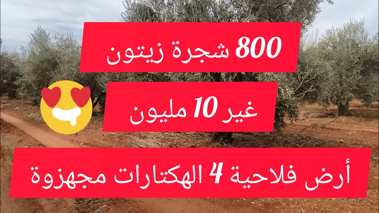 همزة واعرة أرض فلاحية 10 مليون للهكتار مساحتها 4 هكترات مغروس فيها 800 شجرة زيتون مجهزة بالكوتاكوت