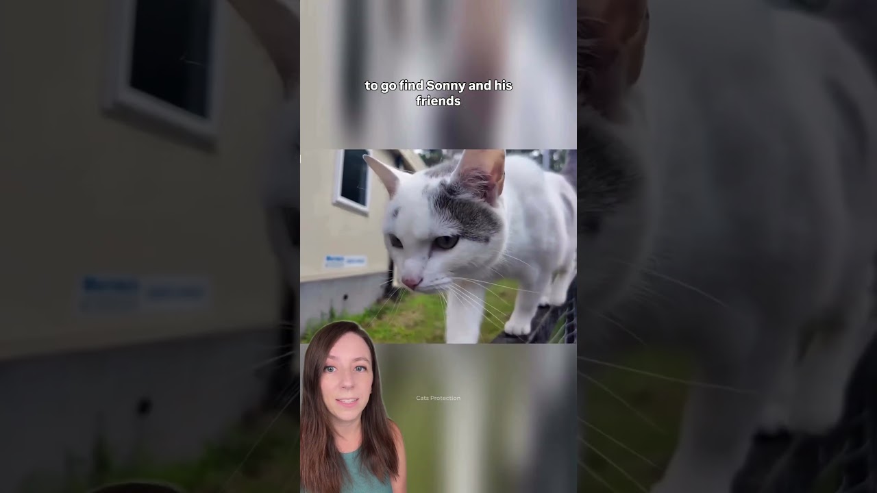 Cat walks her human to school and back every single day #cats #shorts