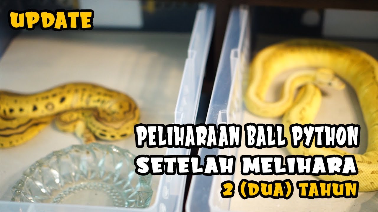 Update Ball Python Setelah di Pelihara Selama 2 Tahun