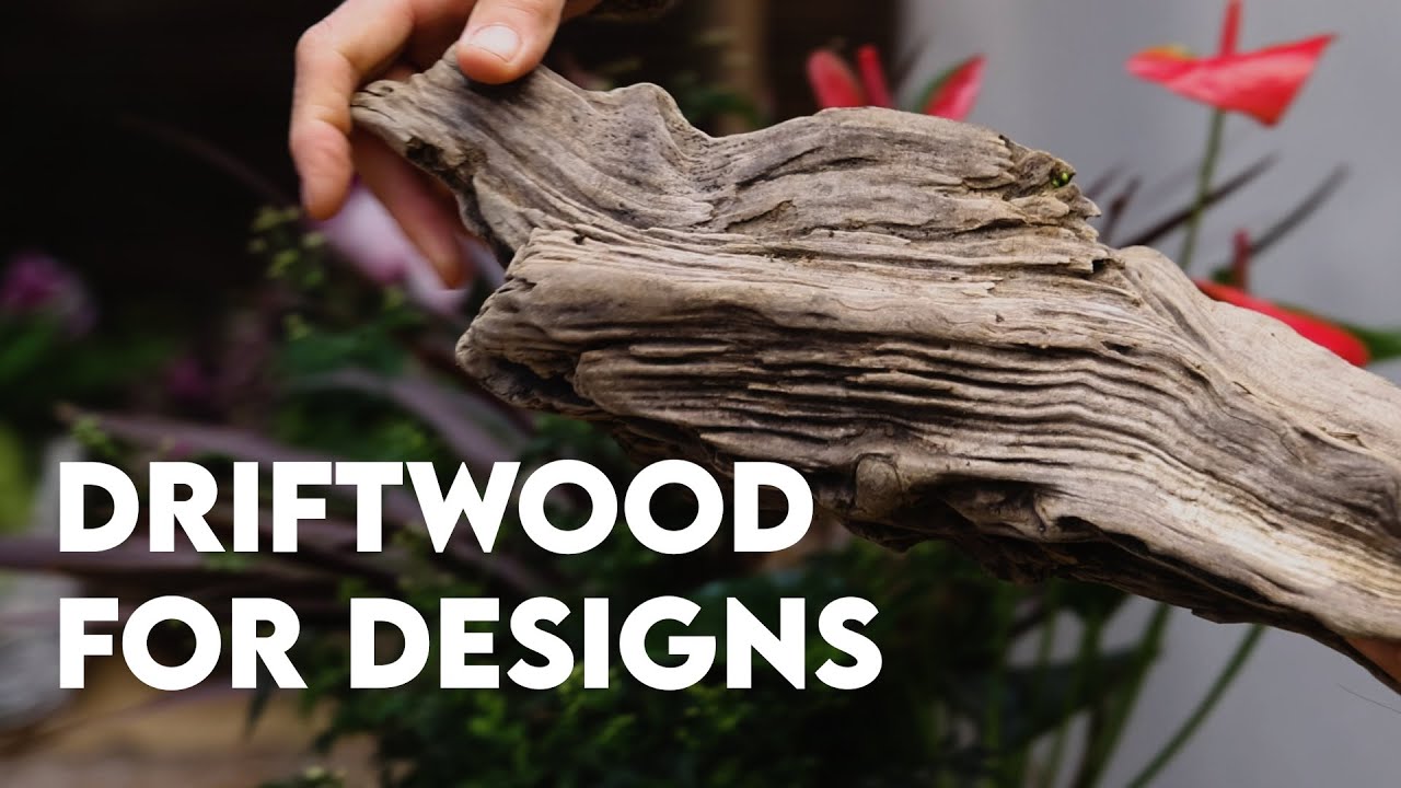 Driftwood for Designs!