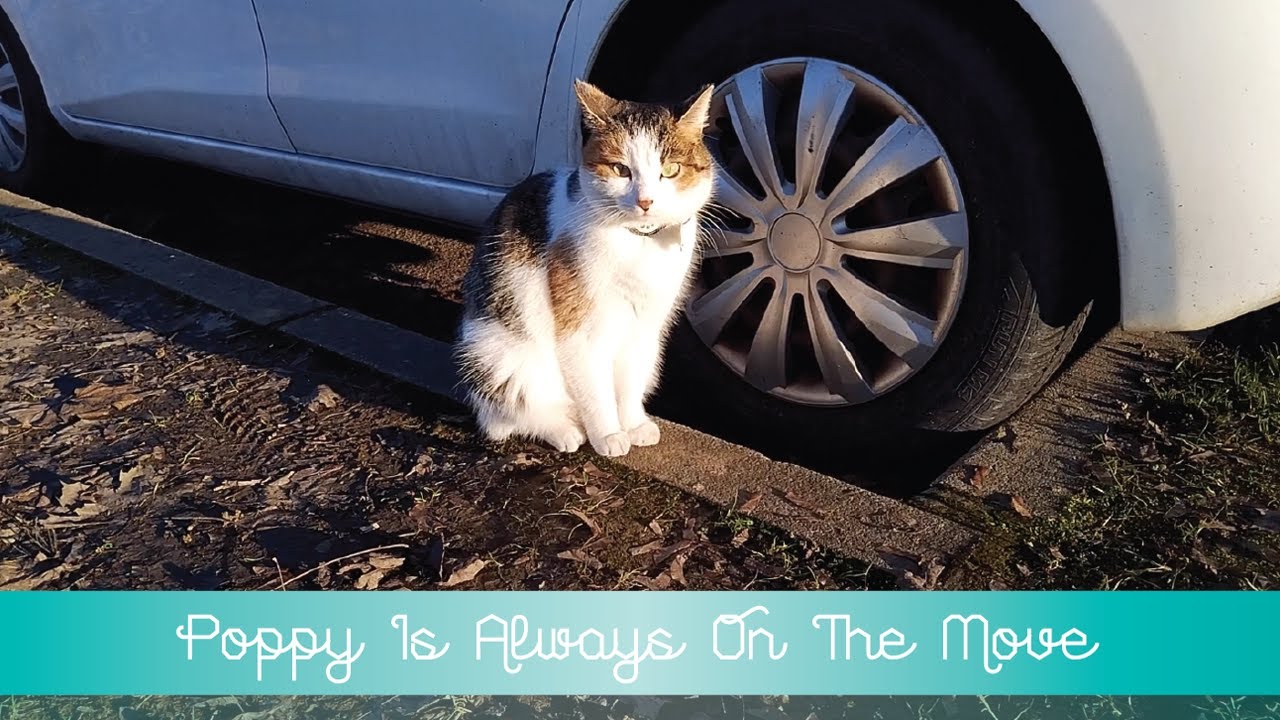 💕 Poppy Is Always On The Move 💕
