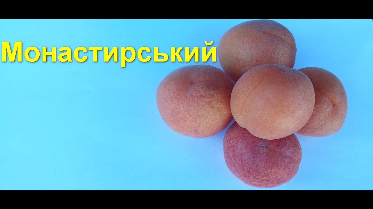 Абрикос Монастирський (обзор сорту)