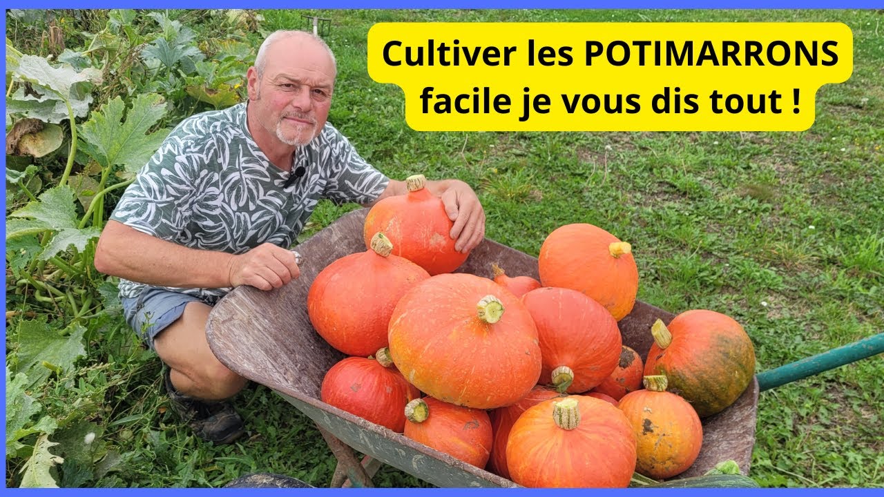 Comment  semer  et cultiver les courges et potimarrons au jardin  ?