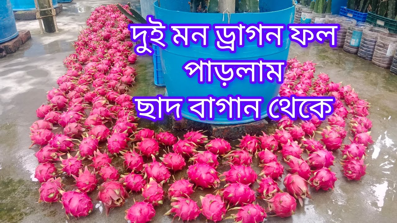 দুই মন ড্রাগন ফল,,পাড়লাম ছাদ বাগান থেকে,,,ফল ও চারার জন্য -০১৭১০-০৩৫৭৭৮.