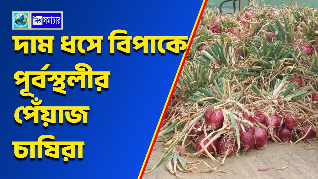 দাম ধসে বিপাকে পূর্বস্থলীর পেঁয়াজ চাষিরা। Biswa Samachar