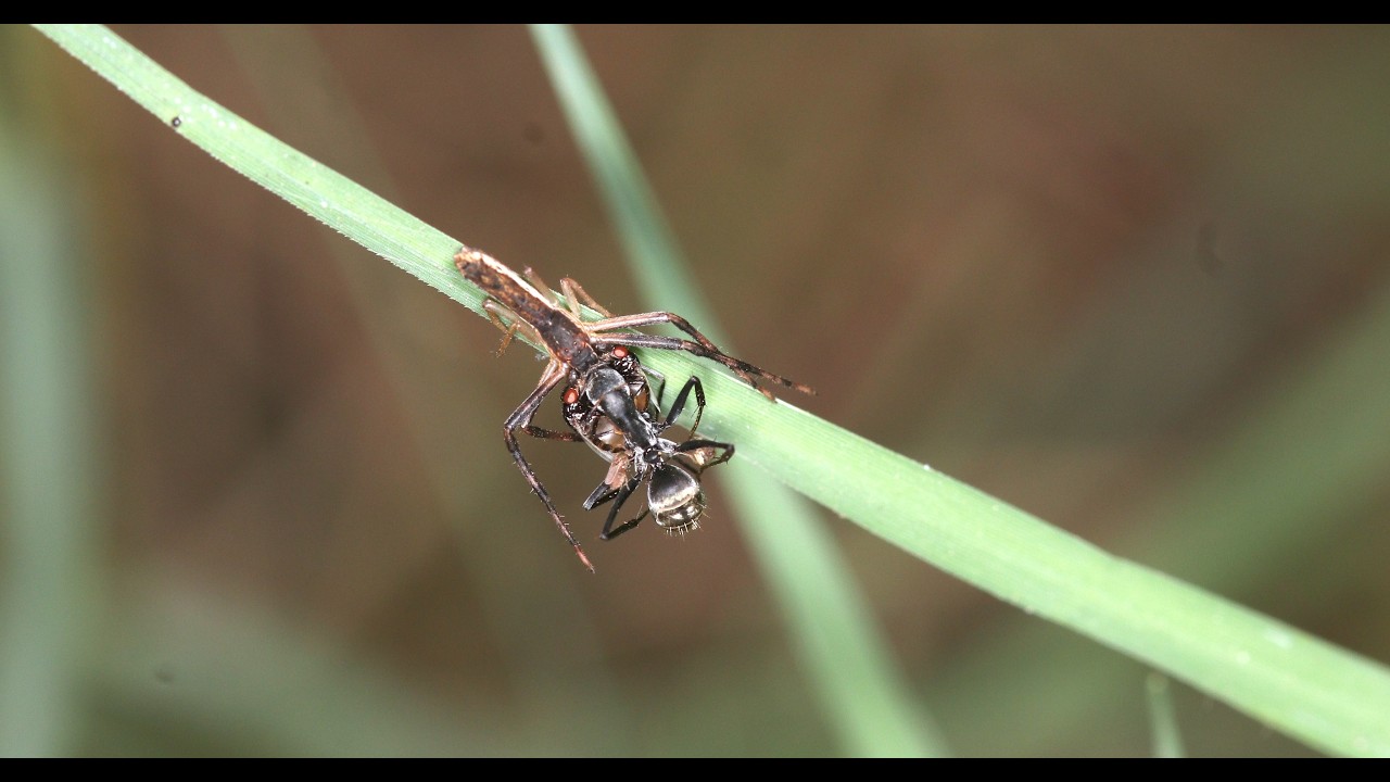 Crab Spiders Vs Carpenter Ants