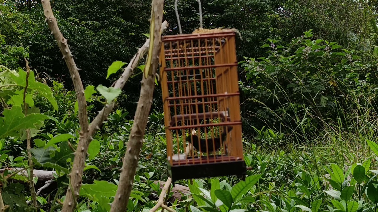 curió pardo que achamos escondido morando no baixo do titirirical passou riscou estralando ele viu