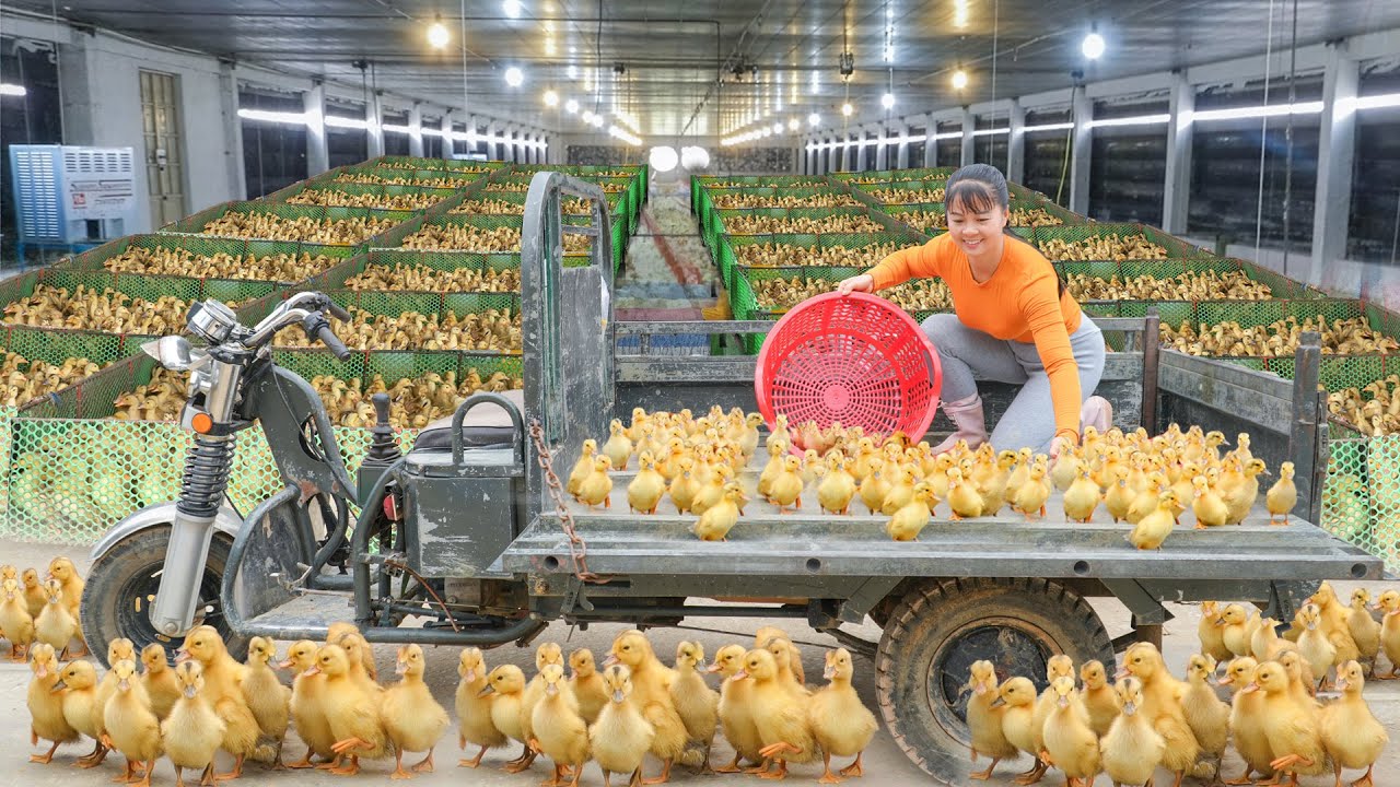 Buy 300+ Ducklings from Duck Farm -- Use Truck Transport Ducklings To Market Sell