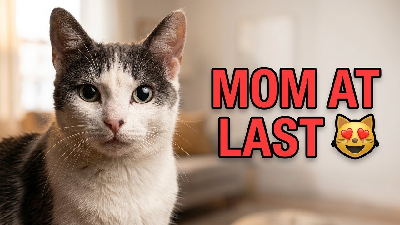 Cat Mom Squeaky | Cute Cat Mama