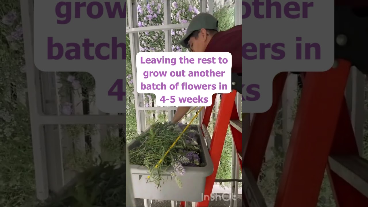 Hydroponic Lavender Harvest 