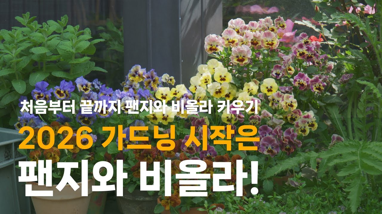 팬지와 비올라 키우기 A to Z | 2026년 가드닝의 시작은 팬지와 비올라로!