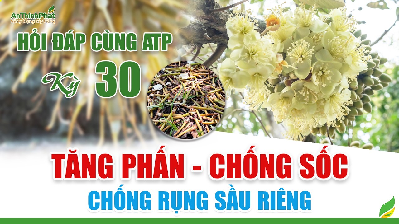 Tăng Phấn - Chống Sốc - Chống Rụng Sầu Riêng | An Thịnh Phát