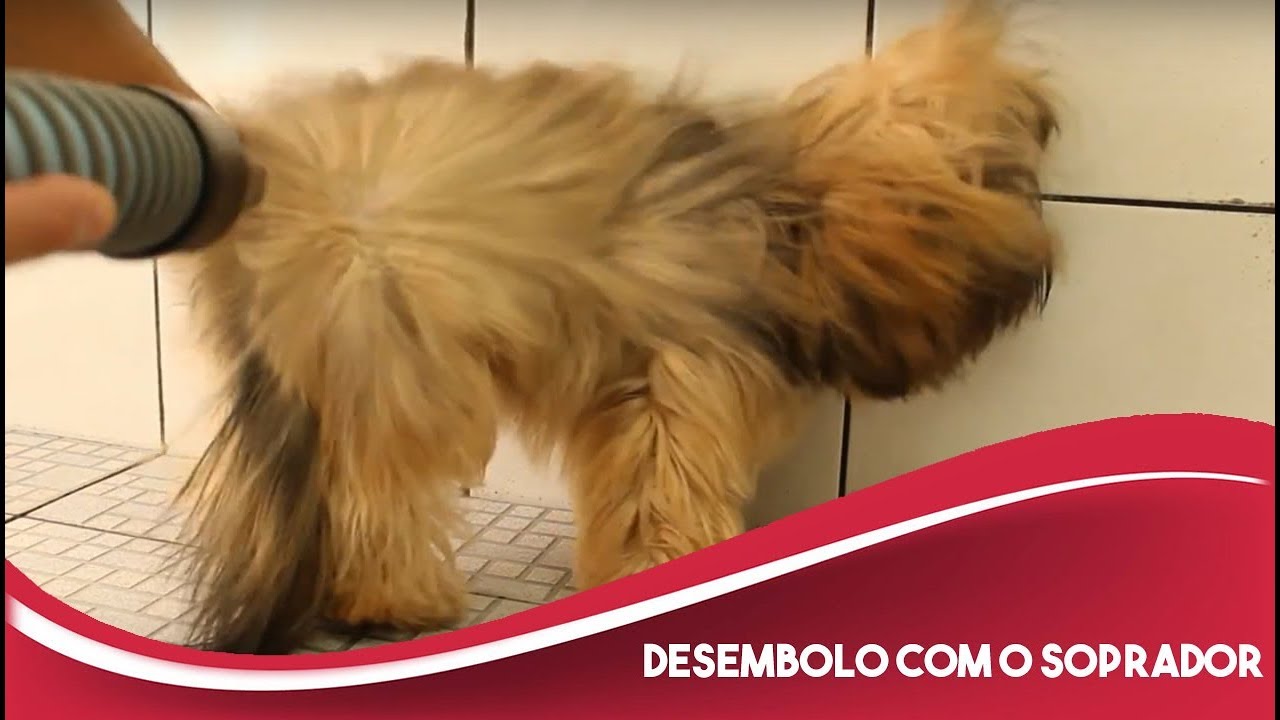 Como realizar o banho e desembolo dos pelos dos cães e gatos com o soprador (curso de banho e tosa)