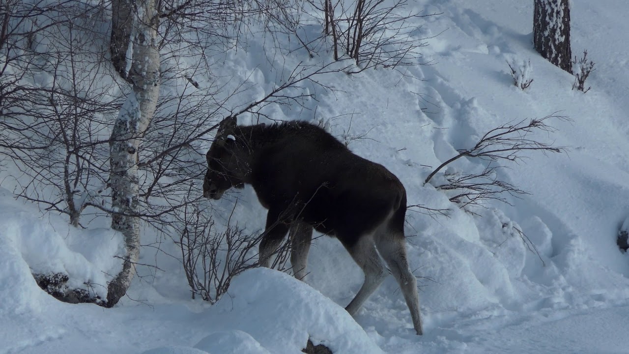 Swedish Lapland February 2020