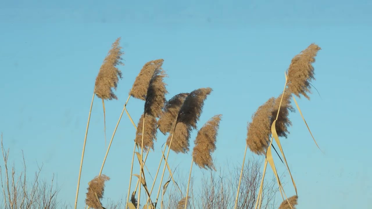KUR chayı ovalıgı.Samux.Равнина реки Кура