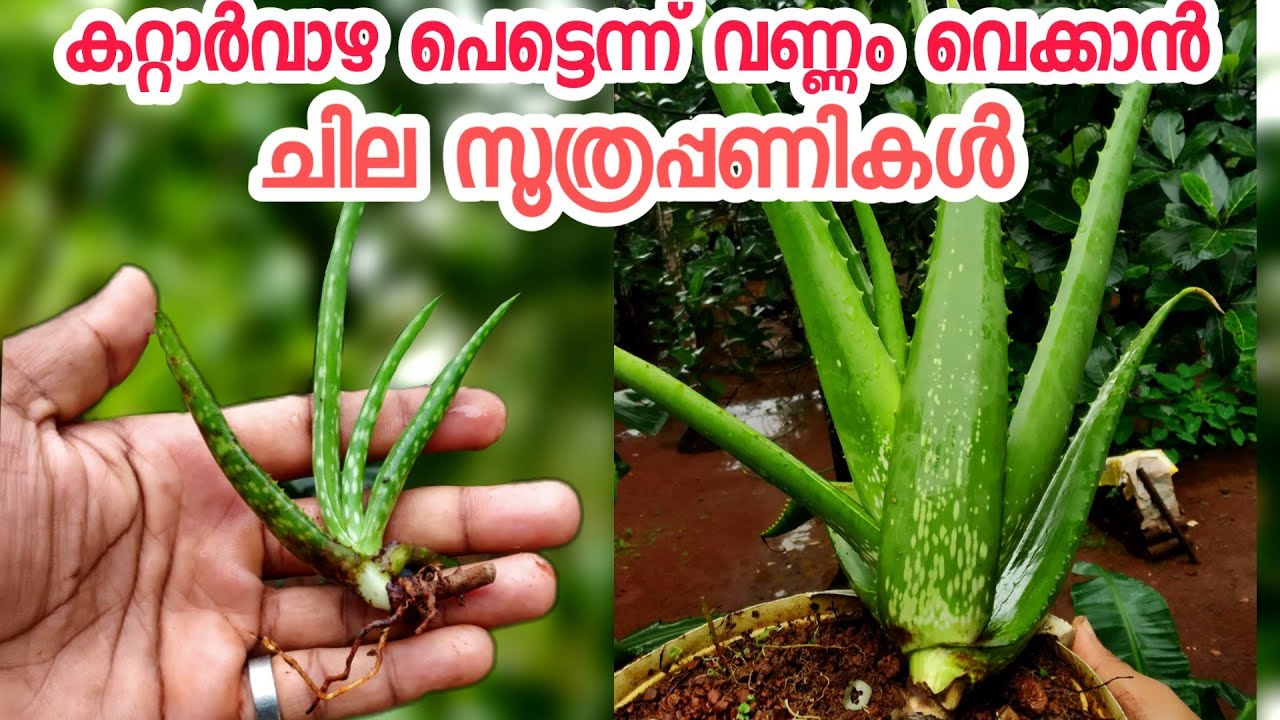 കറ്റാർ വാഴ പെട്ടെന്ന് വളരാൻ ചില വഴികൾ|kattarvazha|aloevera in malayalam|aloe vera growing malayalam