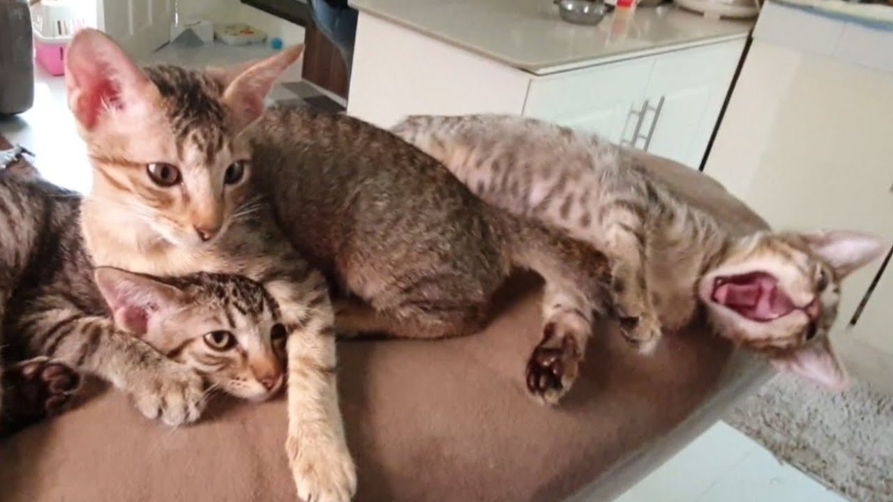 A day in the life of our 3 kittens | Kittens in their daily lives | CatsLifePh