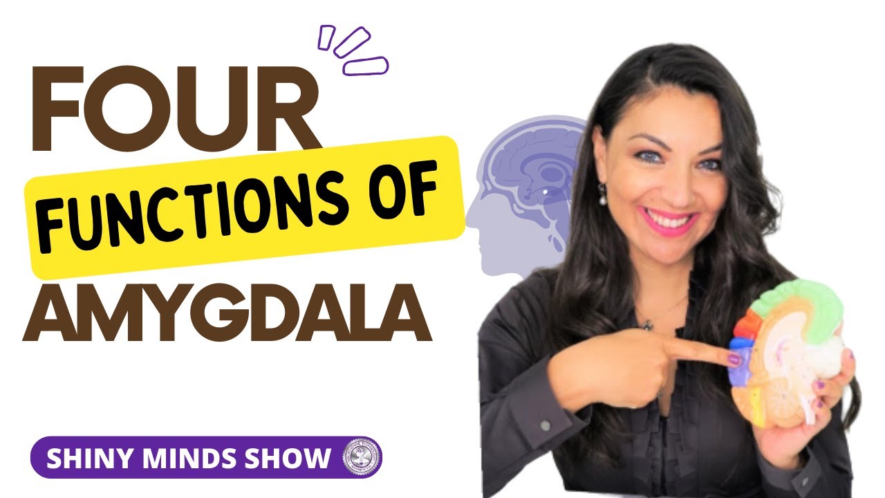 4 Functions of Amygdala