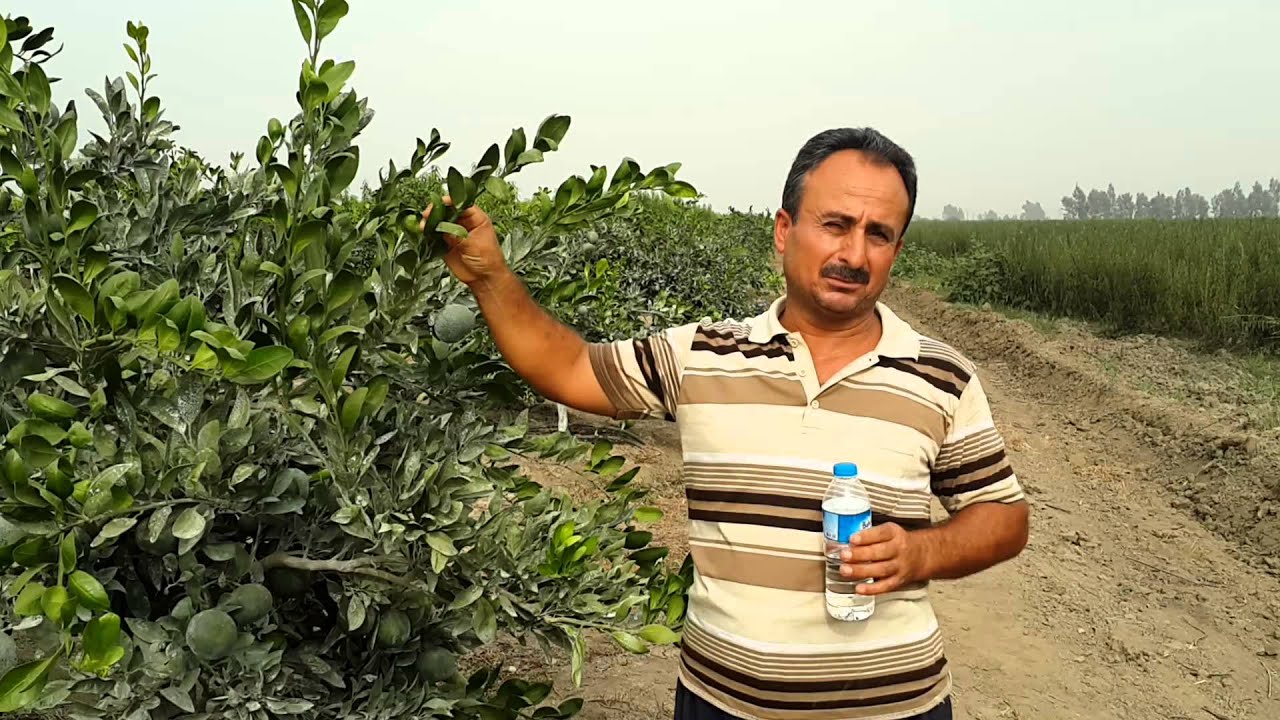 MANDALİNADA GOLDEN-S SIVI KÜKÜRT UYGULAMASI(ŞIHMURAT KÖYÜ)05324014757