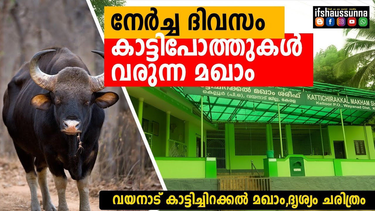 നേർച്ച ദിവസം കാട്ടി പോത്തുകൾ വരുന്ന മഖ്ബറ | കാട്ടിച്ചിറക്കൽ മഖാം വയനാട്
