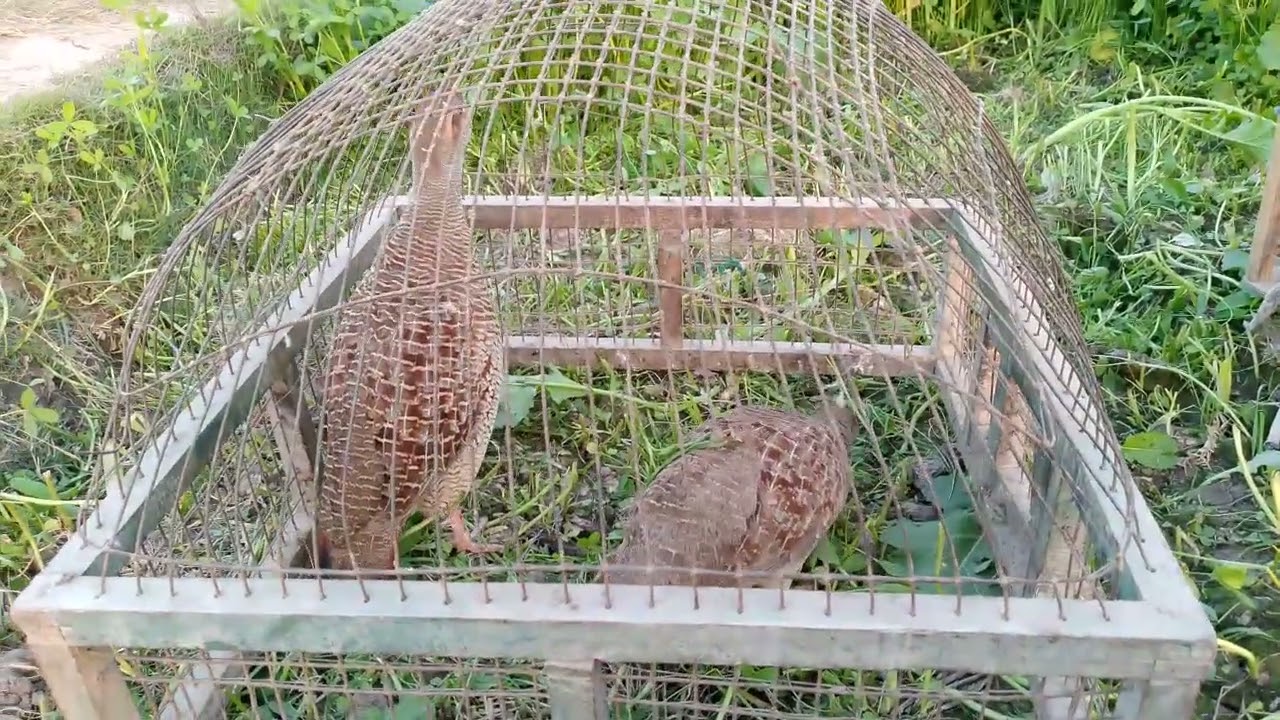 .Dakhne teetar aur Modi ke sath 