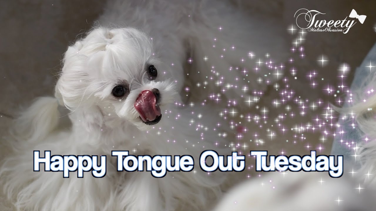 Maltese:   Happy Tweety트위티 Tongue Out Tuesday from Maltese Obsession