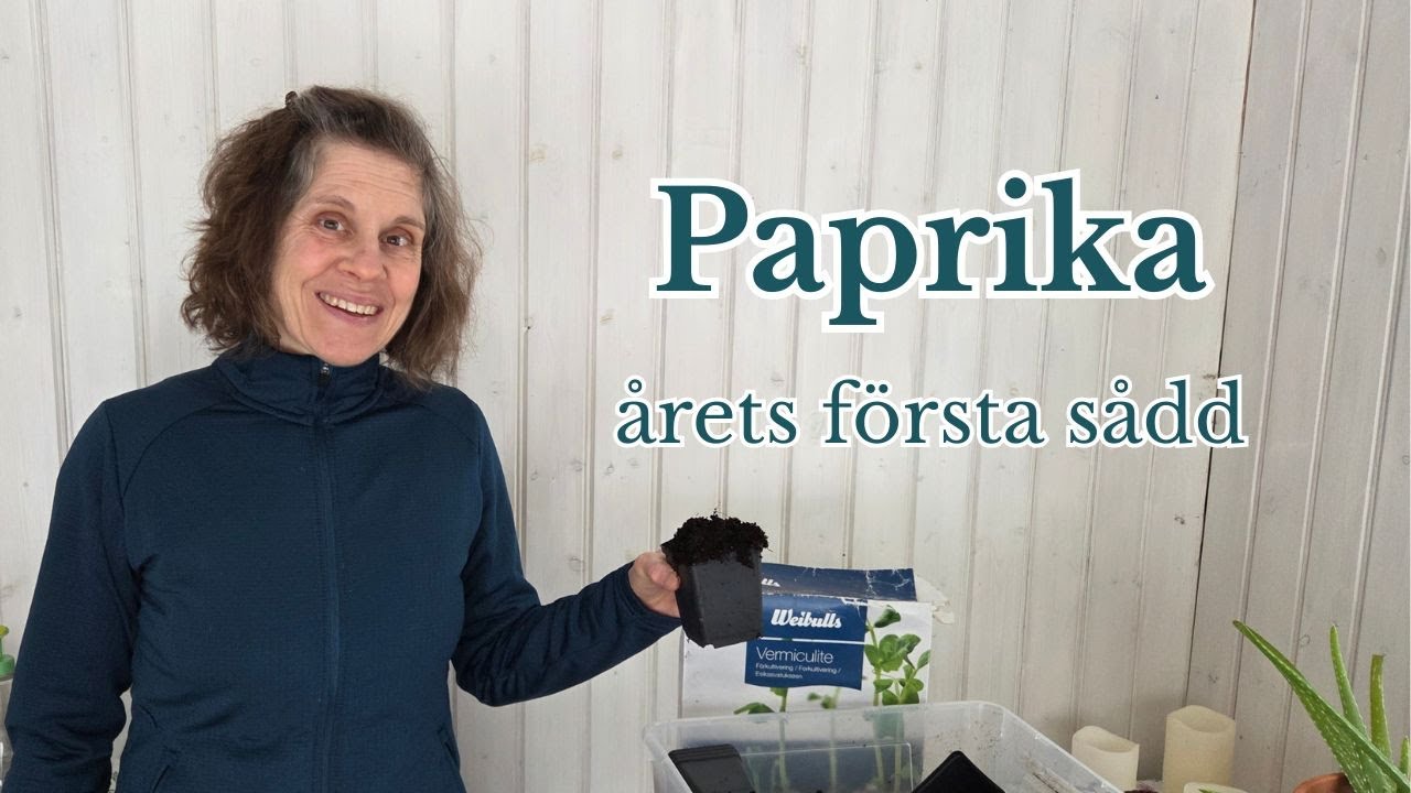 Paprika & chili - mina bästa tips för sådd och starka plantor (del 8)