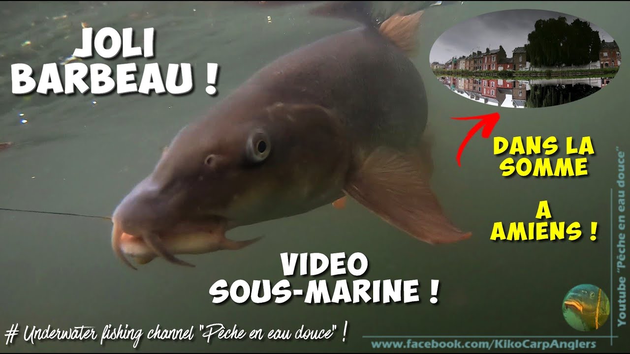 JOLI BARBEAU PRIS EN SOMME ( Vid&eacute;o sous-marine Waterwolf - Amiens)