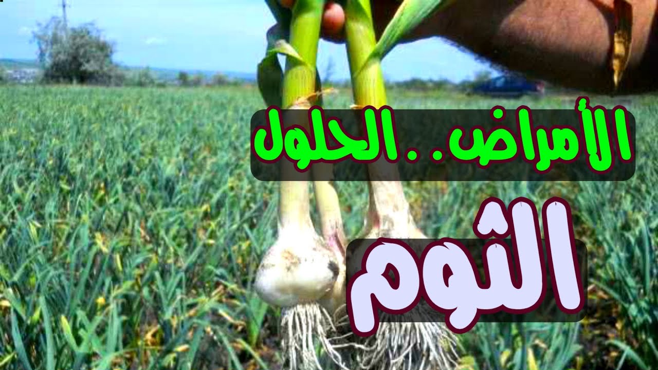 الأمراض التي تصيب الثوم وطرق علاجها وعلاج نقص العناصر في الثوم